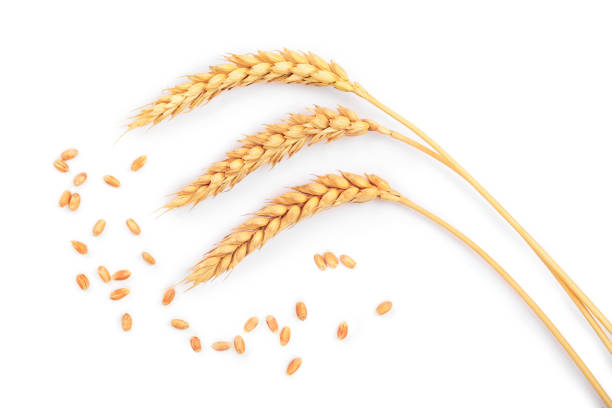 istock grain and ears of wheat isolated on white background. Top view 1097353304