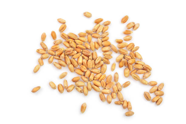 istock wheat grains isolated on white background. Top view 1097353326