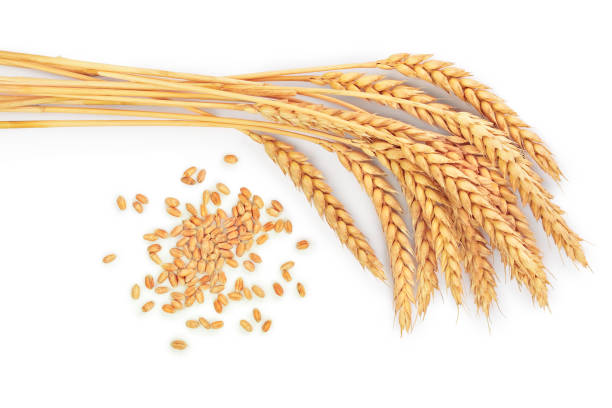 istock grain and ears of wheat isolated on white background. Top view 1097353334