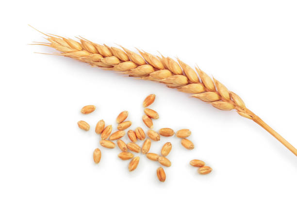 istock grain and ears of wheat isolated on white background. Top view 1097353342