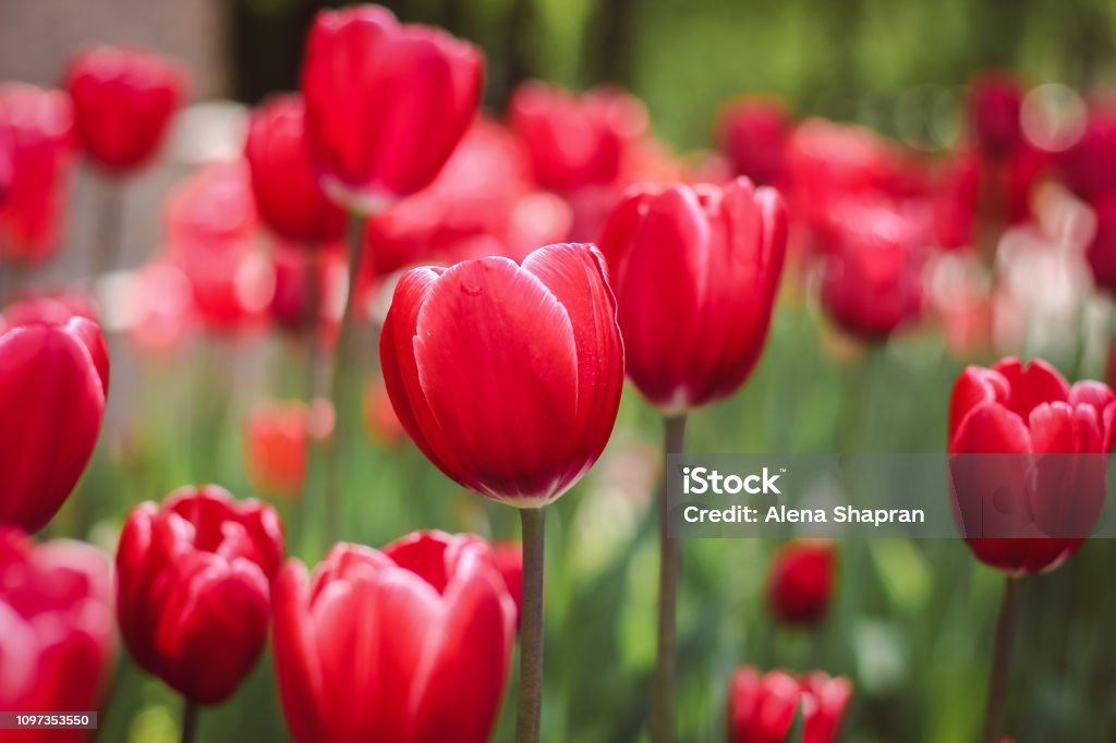 Fondo De Tulipanes Rojos Rojo Natural Flores Tulipanes Fondo De Pétalos De  Flor Foto de stock y más banco de imágenes de Amarillo - Color - iStock