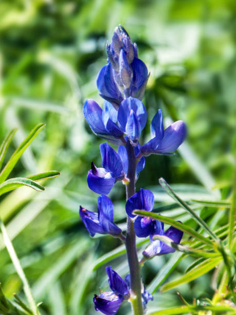 istock Lupine plant blossoms 1097353688