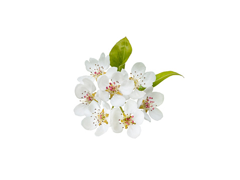 Apple tree flowers with leaves isolated on white.