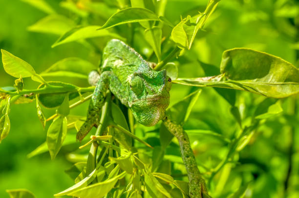 istock Beautiful green chameleon - Stock Image 1097353944