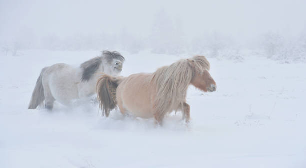 istock Yakut horses in Oymyakon 1097354022