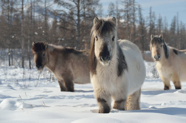 yakuto caballos de oymyakon - república de sakha fotografías e imágenes de stock