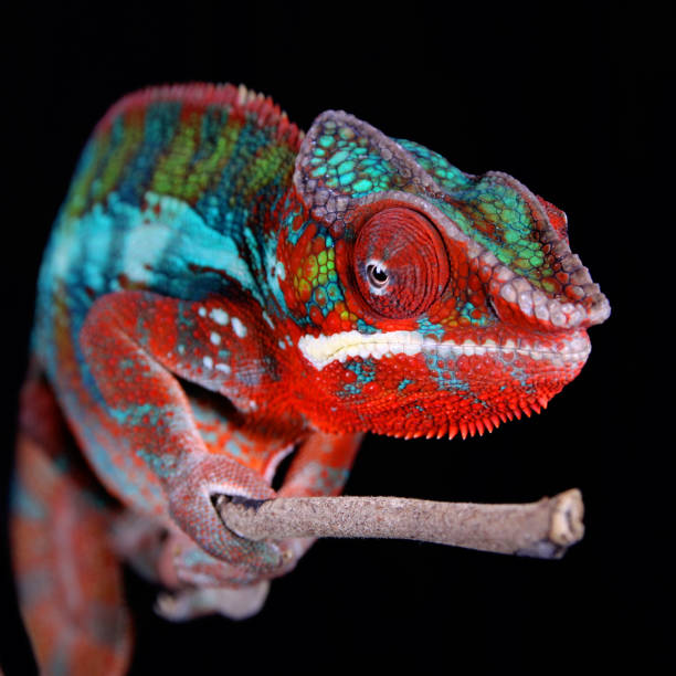 istock Male Panther Chameleon 1097354054