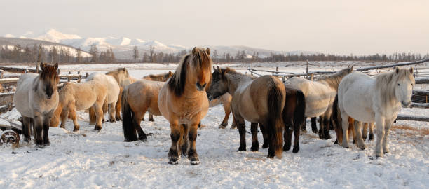 yakut horses in oymyakon - winter snow livestock horse imagens e fotografias de stock