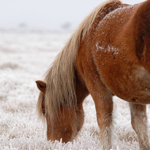 istock Yakut horses in Oymyakon 1097354164