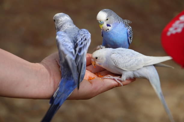 istock Colorful birds agapornis parrot and budgerigar 1097354462