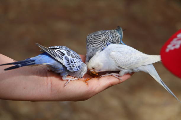 istock Colorful birds agapornis parrot and budgerigar 1097354466