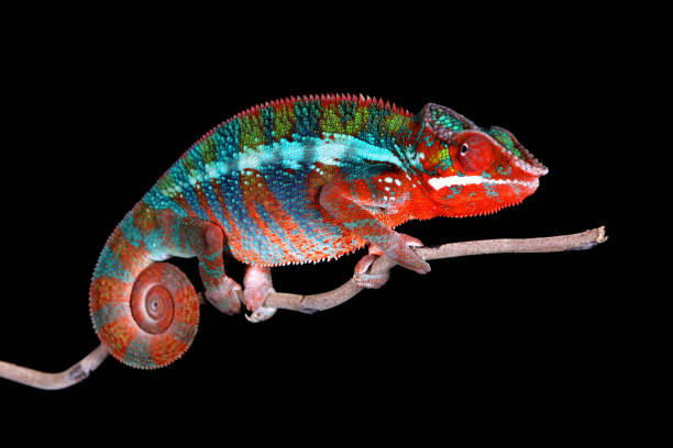 istock Male Panther Chameleon 1097354508