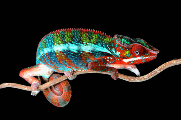istock Male Panther Chameleon 1097354572