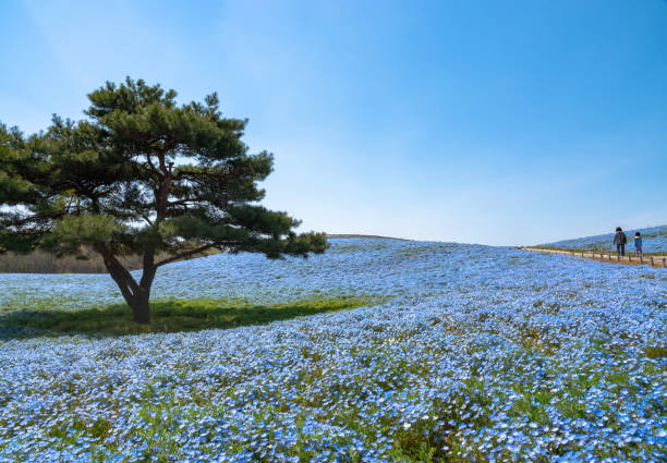 Ibaraki Prefecture, Japan - April 6, 2018:Nemophila (baby blue eyes flowers) flower field, blue flower carpet, Japanese Natural Attraction. Hitachi Seaside Park, Ibaraki, Japan.