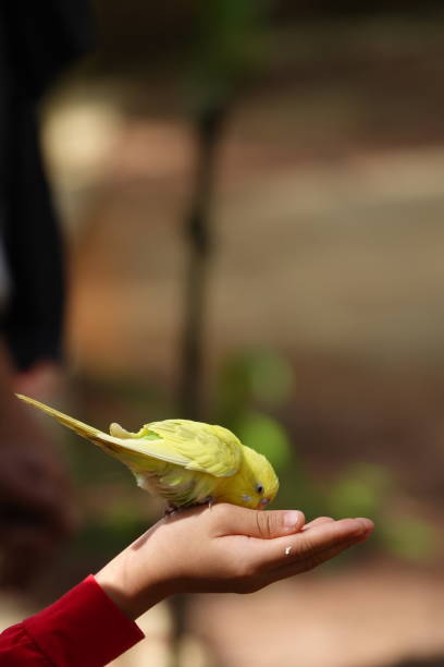 istock Colorful birds agapornis parrot and budgerigar 1097354650
