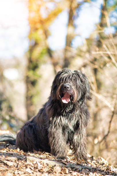 istock Bergamasco shepherd dog in the mountain forest 1097355706