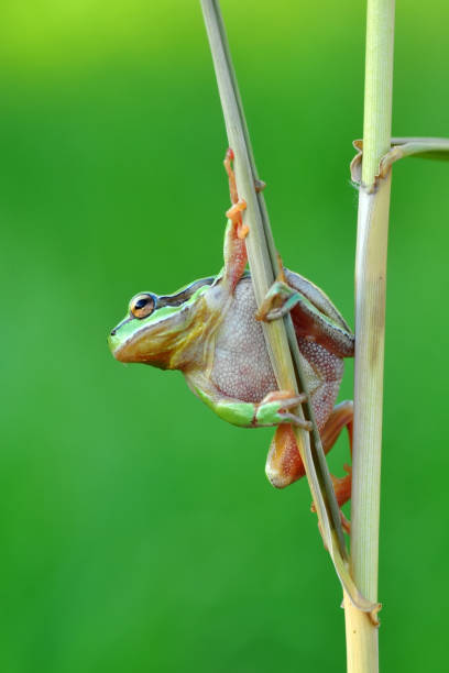 istock Beautiful Europaean Tree frog 1097355786