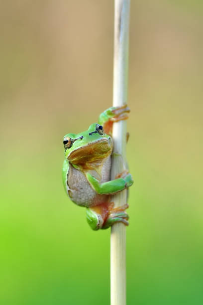 istock Beautiful Europaean Tree frog 1097355954