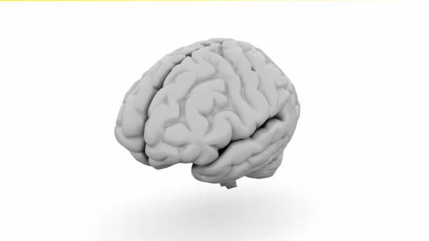 istock Human Brain, Anatomical Model. 3D illustration 1097356296