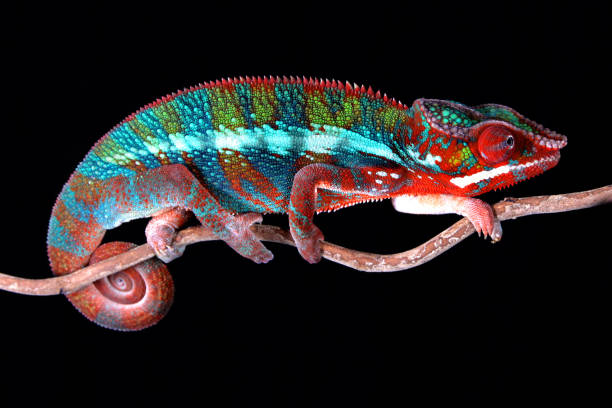 istock Male Panther Chameleon 1097356352
