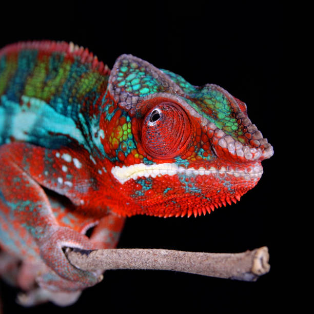 istock Male Panther Chameleon 1097356504
