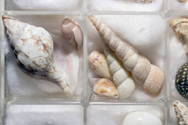 close up of shells on cotton in  a glass container