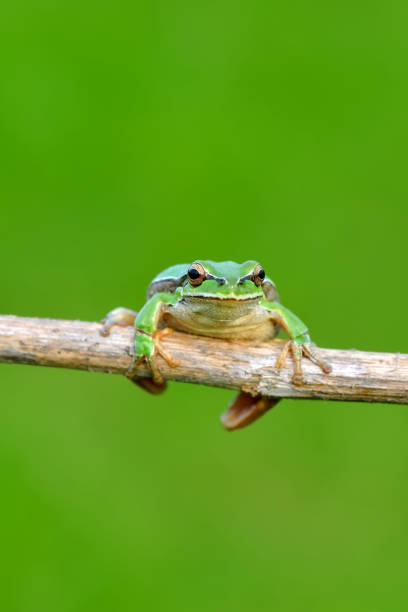 istock Beautiful Europaean Tree frog 1097356858