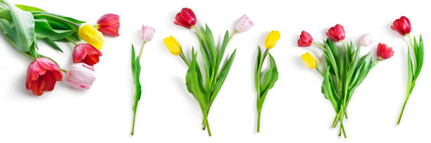 istock tulip flowers set isolated on white with clipping path included 1097356882
