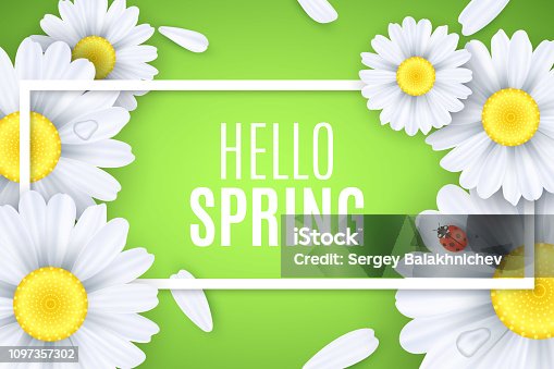 istock Hello spring greeting card. Ladybug creeps on the flowers. Realistic daisies. Text in frame. Seasonal banner for your design. Water drops. Vector illustration. EPS 10 1097357302