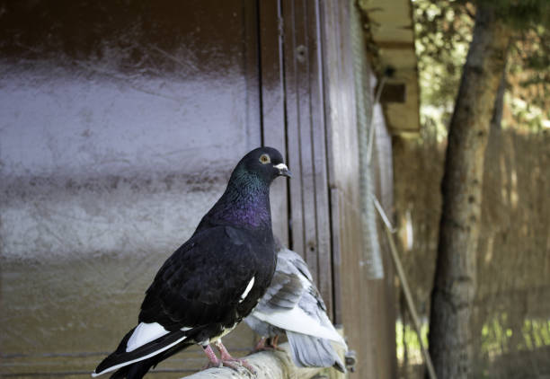 istock Dove eating street 1097357304