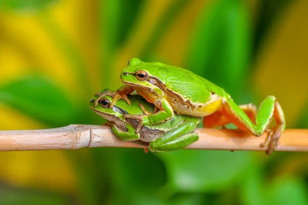 istock Beautiful Europaean Tree frog 1097357580