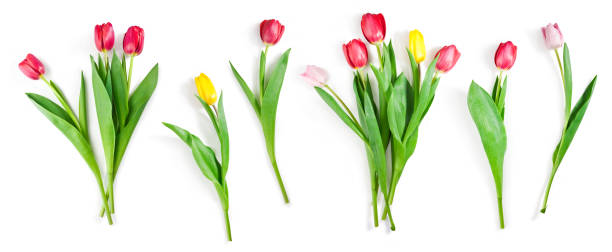 set de flores de tulipán aislado en blanco con trazado de recorte incluido - isolated on white blossom vibrant color close up fotografías e imágenes de stock