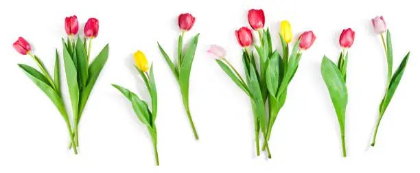 collection of tulip flowers isolated on white background with clipping path included
