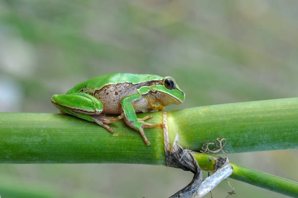 istock Beautiful Europaean Tree frog 1097357722