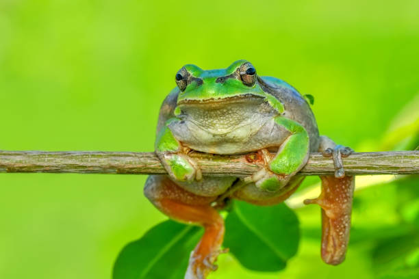 istock Beautiful Europaean Tree frog 1097357870
