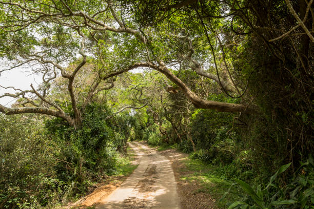 聖ルシア湿地公園のジャングルの中で - st lucia antilles eco tourism tourism ストックフォトと画像