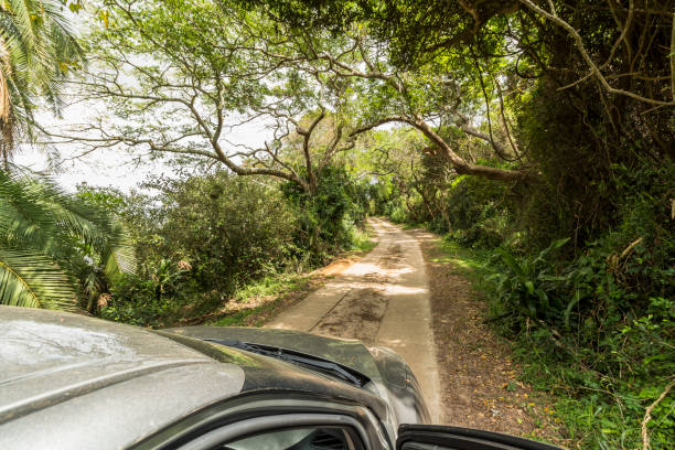 聖ルシア湿地公園のジャングルの中で - st lucia antilles eco tourism tourism ストックフォトと画像