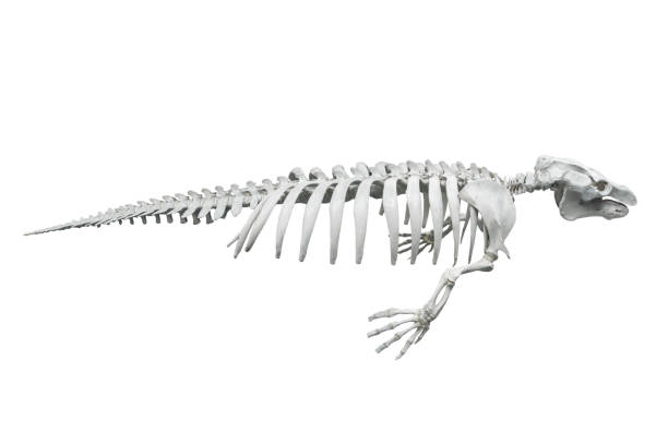 istock skeleton of seal on white background, isolated 1097361098