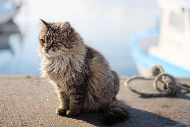 istock beautiful cat is sitting by the sea 1097362270