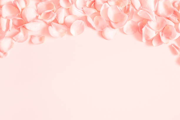 istock Coral rose flower petals on coral background. Flat lay, top view, copy space 1097363010