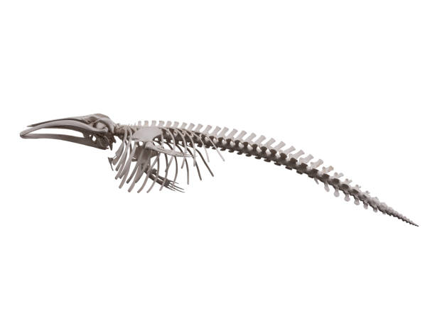 https://media.istockphoto.com/id/1097364890/photo/skeleton-of-whale-on-white-background-isolated.jpg?s=612x612&w=0&k=20&c=D_Wyb8QQYGwvOJaQ9vsTThQ_Mn--yVbMX02oh015eXE=