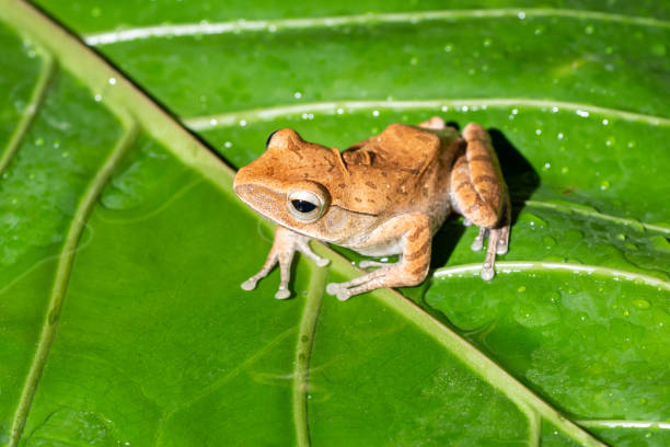 istock tree frog on leaves, Banana Frog 1097367130