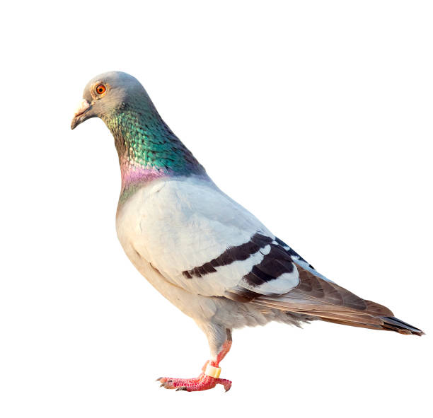 istock homing speed racing pigeon bird isolated white background 1097372628