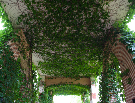 clinging ivy covered on walls and roof