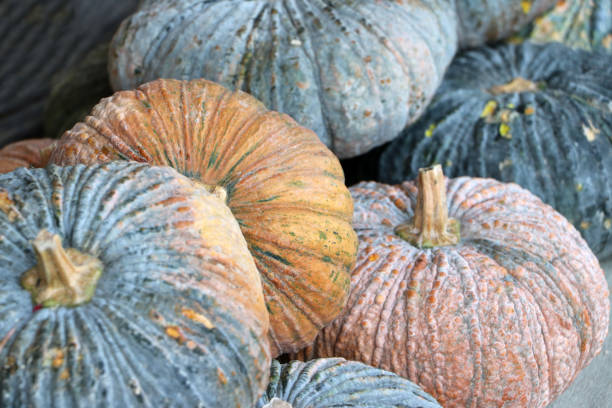 Heap of Thai pumpkin. It is a large rounded orange-yellow fruit with a thick rind, edible flesh, and many seeds.