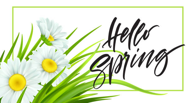 ilustrações de stock, clip art, desenhos animados e ícones de spring background with daisies and fresh green grass. hello spring handwriting lettering. vector illustration - chamomile daisy sky flower