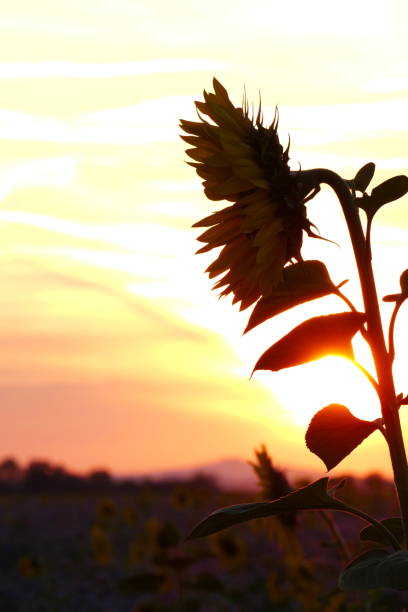 A Sunflower against the setting sun.