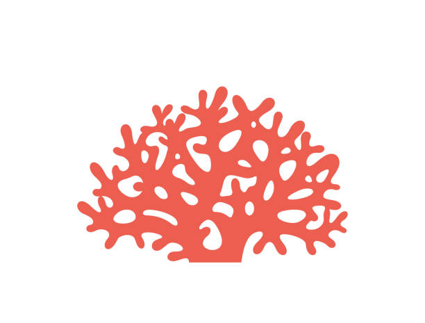 illustrations, cliparts, dessins animés et icônes de logo de corail. corail isolé sur fond blanc - coral colored