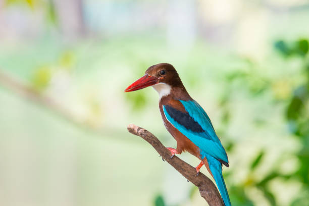 istock white-throated kingfisher also known as the white-breasted kingfisher is a tree kingfisher 1097384190