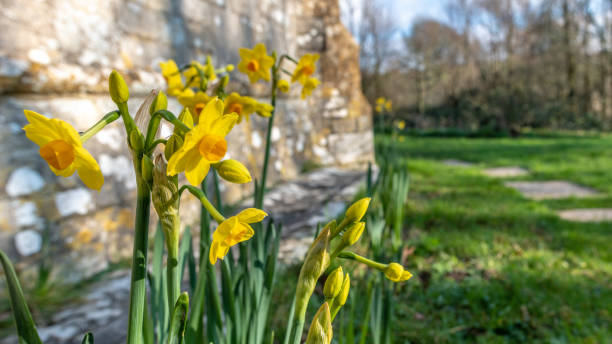 istock Daffodils by a church in Tyneham in Dorset 1097387594
